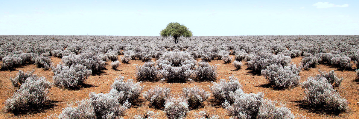 one-tree one-tree